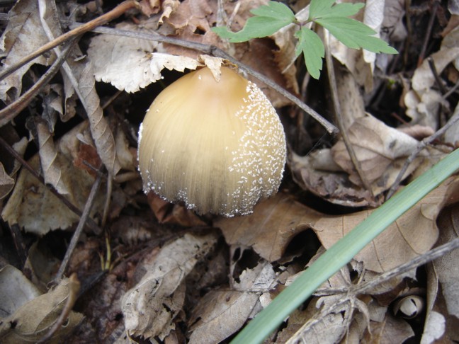 Funghetto da determinare